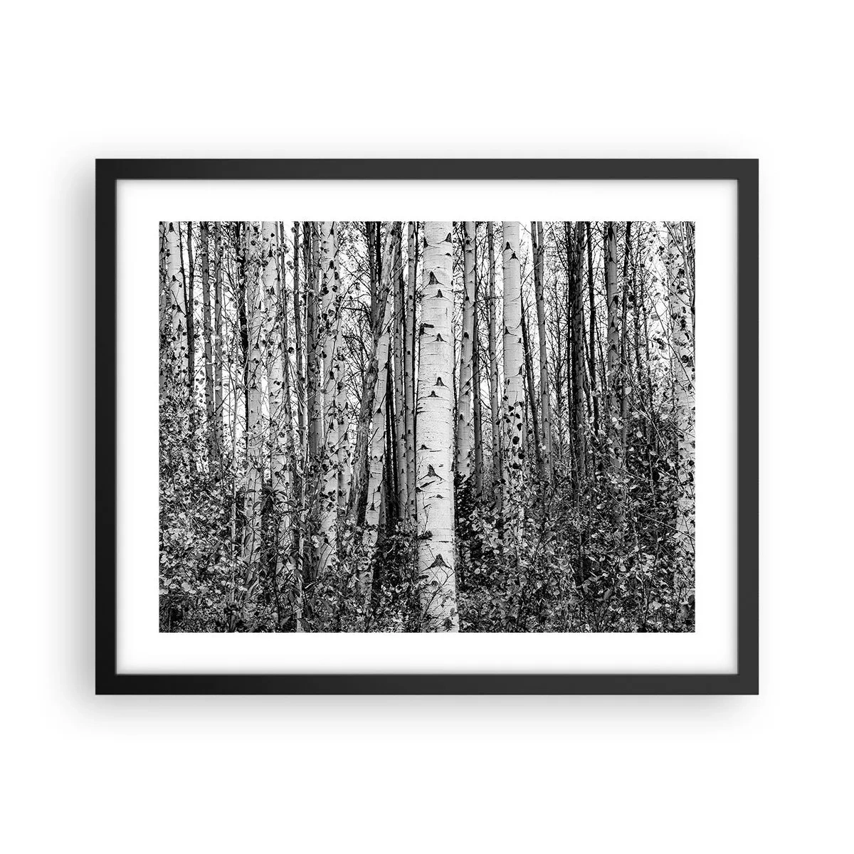 Plakat i sort ramme - Kolonnade af birk - 50x40 cm