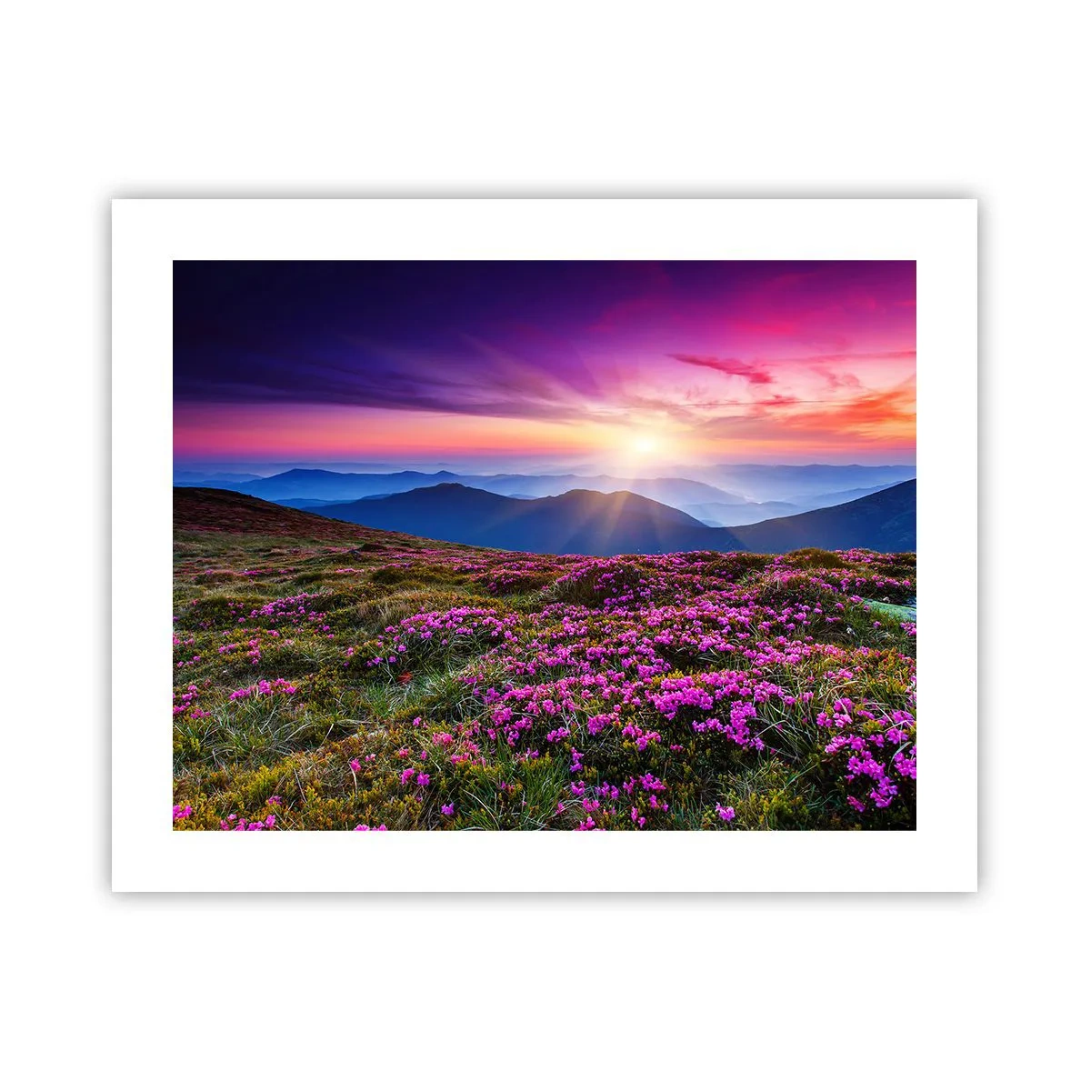 Plakat - Urter duftede friske bundter fra niw - 50x40 cm