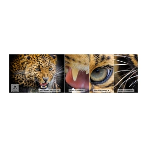Prøve Fototapet Selvklæbende Deluxe Sticker - Kom ikke op, jeg advarer dig! - Dyr, leopard, Vild kat - 100x30 cm