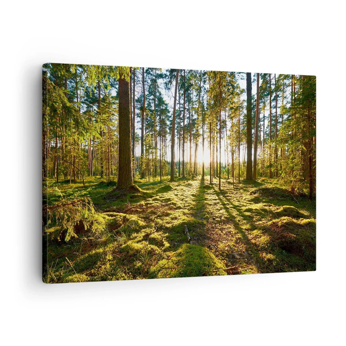 Lærredstryk - Billede på lærred - Grøn skov oplyst af sollys på mos - 70x50cm - ...Bag de syv skove - Moderne vægdekoration til stue og soveværelse ARTTOR