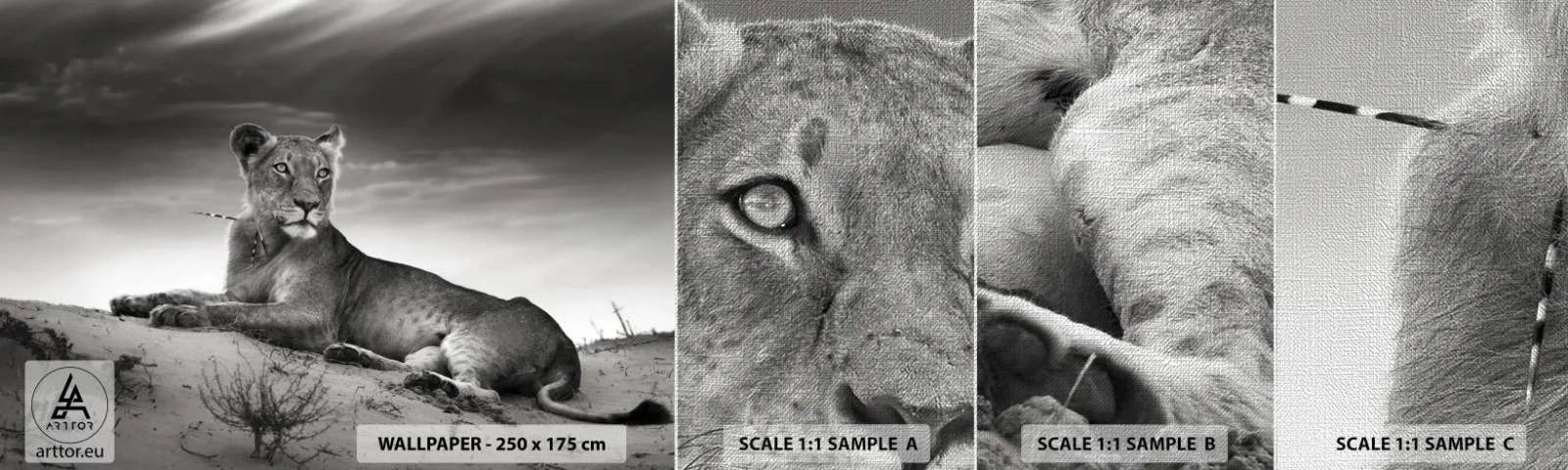 Prøve Fototapet Premium Canvas - Resten af ørkendronningen - Dyr, Løve, Ørken - 100x30 cm