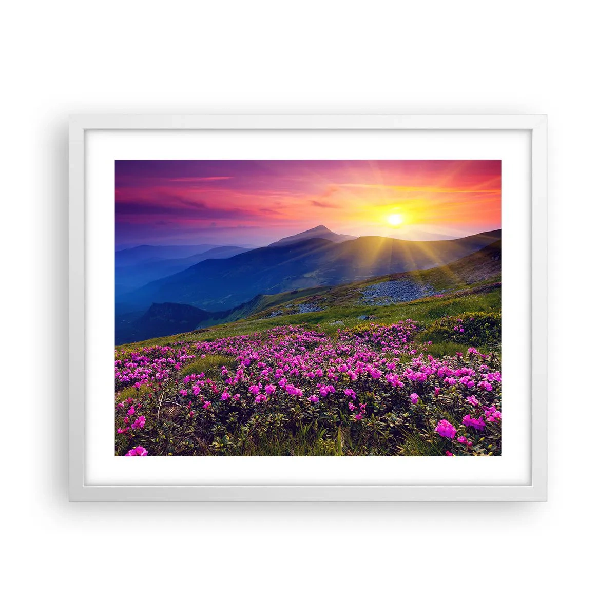 Plakat i hvid ramme - ... Og rundt omkring dufter det af fyrretræer og krydderurter - 50x40 cm