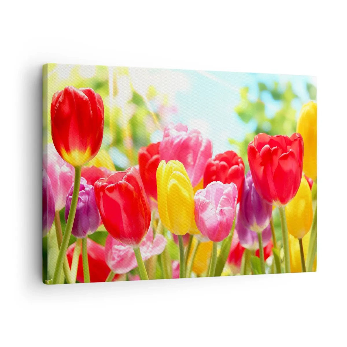 Lærredstryk - Billede på lærred - Farverige tulipaner i fuldt flor mod en forårsbaggrund - 70x50cm - Det er os, maj måneds farver! - Moderne vægdekoration til stue og soveværelse ARTTOR