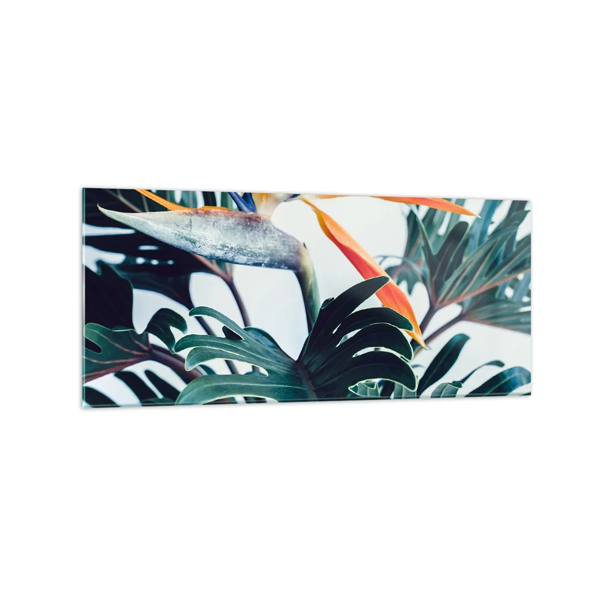 Billede på glas - Fuglebur - 120x50 cm