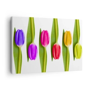 Lærredstryk - Billede på lærred - Flerfarvede tulipaner arrangeret i en række på en hvid baggrund - 70x50cm - Regnbuesammensætning - Moderne vægdekoration til stue og soveværelse ARTTOR