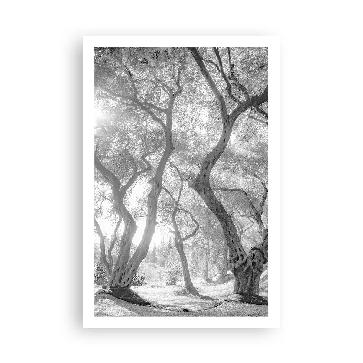 Plakat - I en olivenlund - 61x91 cm
