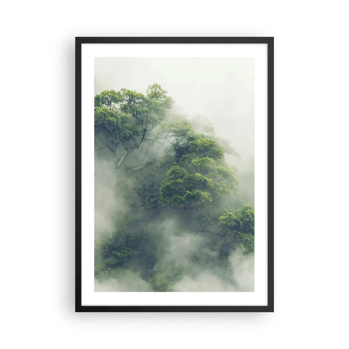 Plakat i sort ramme - Grønne trætoppe skjult i tyk, mystisk tåge - 50x70cm - Pakket ind i tåge - Moderne vægdekoration til stue og soveværelse ARTTOR