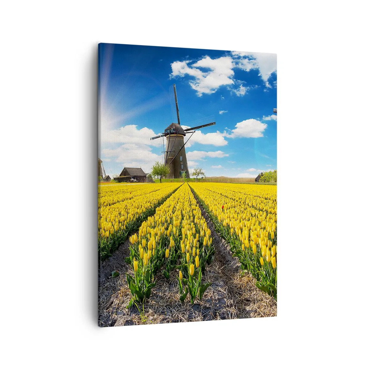 Lærredstryk - Billede på lærred - Kunne ikke være mere hollandsk - 50x70 cm