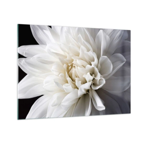 Billede på glas - Et nærbillede af en hvid dahlia på en sort og grå baggrund - 70x50cm - Morgenbrud - Moderne vægdekoration til stue og soveværelse ARTTOR