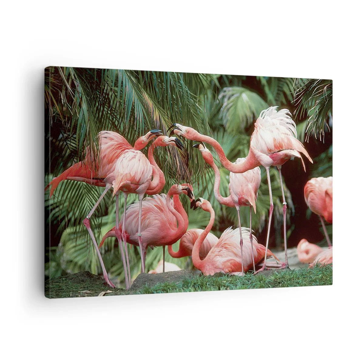 Lærredstryk - Billede på lærred - En gruppe flamingoer i tropiske omgivelser omgivet af palmer - 70x50cm - Sladder om eftermiddagen - Moderne vægdekoration til stue og soveværelse ARTTOR