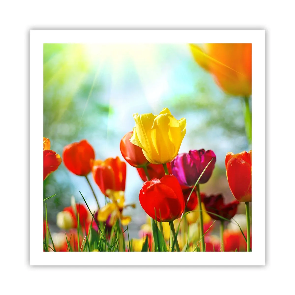 Plakat - Alle solens farver - 60x60 cm