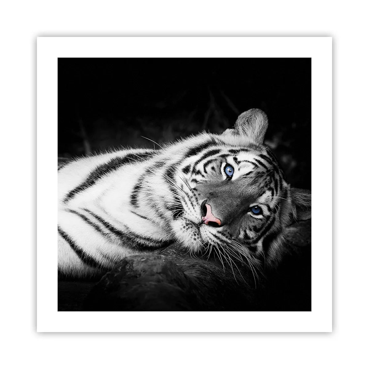 Plakat - Vildskab og fred - 50x50 cm