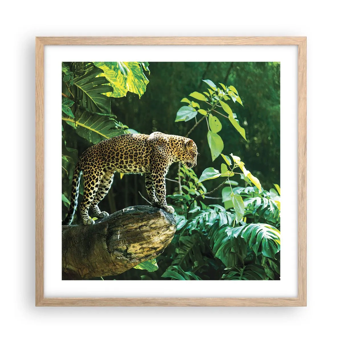 Plakat i ramme af lyst egetræ - Til jagt? - 50x50 cm