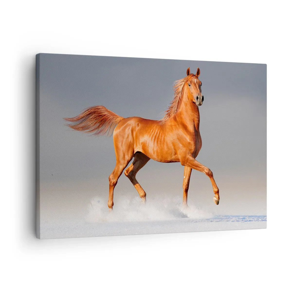 Lærredstryk - Billede på lærred - En galoperende hest mod en blå himmel - 70x50cm - Dansende ynde - Moderne vægdekoration til stue og soveværelse ARTTOR