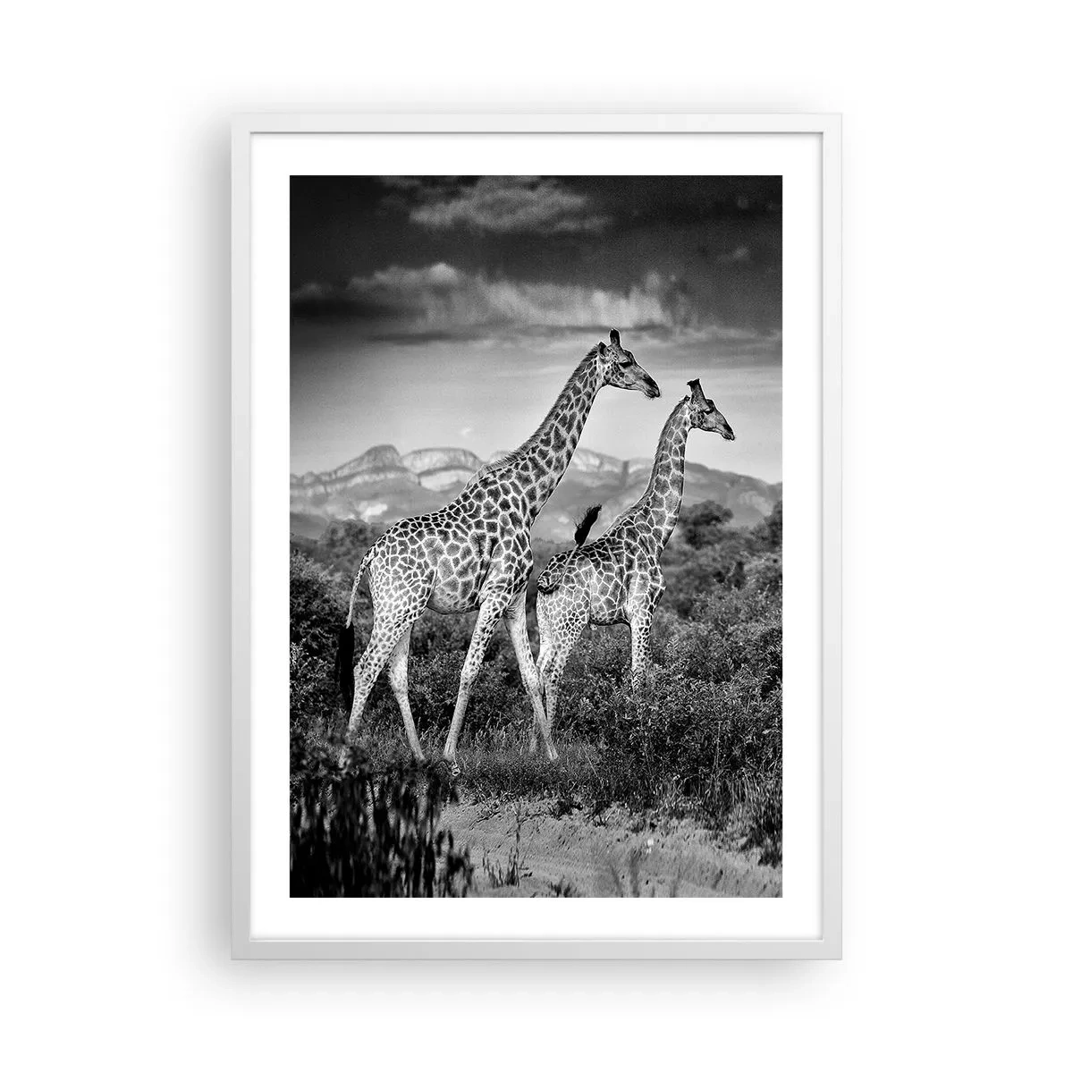 Plakat i hvid ramme - Afrikas overklasse - 50x70 cm