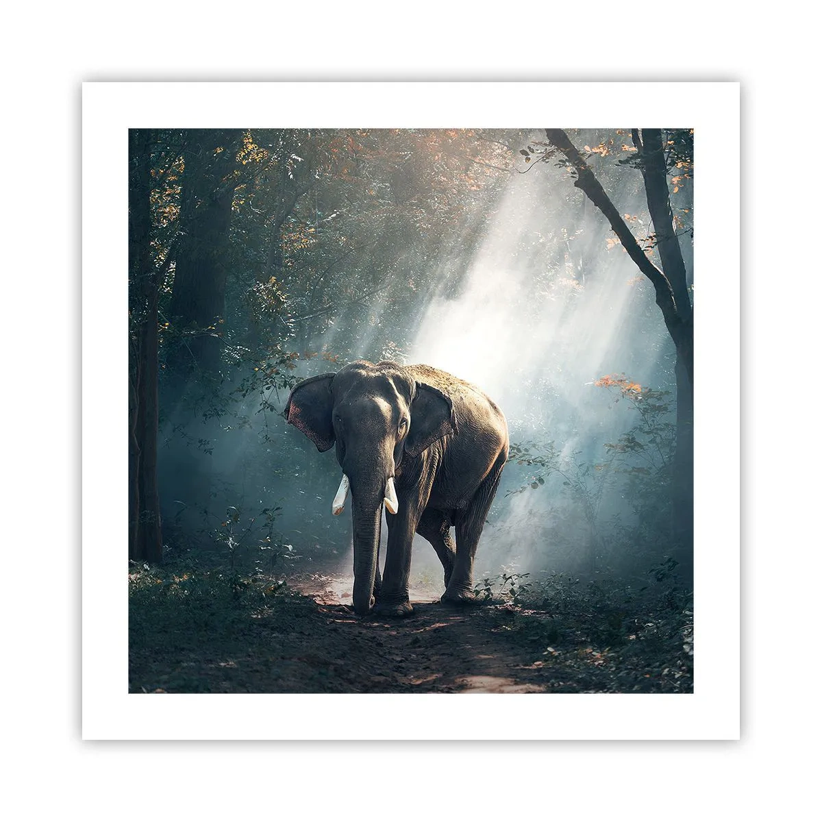 Plakat - En fredelig gåtur - 50x50 cm