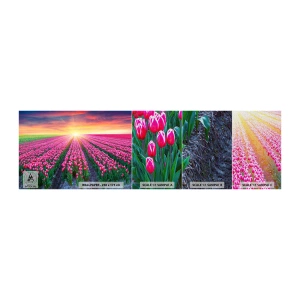 Prøve Fototapet Premium Canvas - Skønhedsfarm - Blomster, Tulipaner, Solnedgang - 100x30 cm