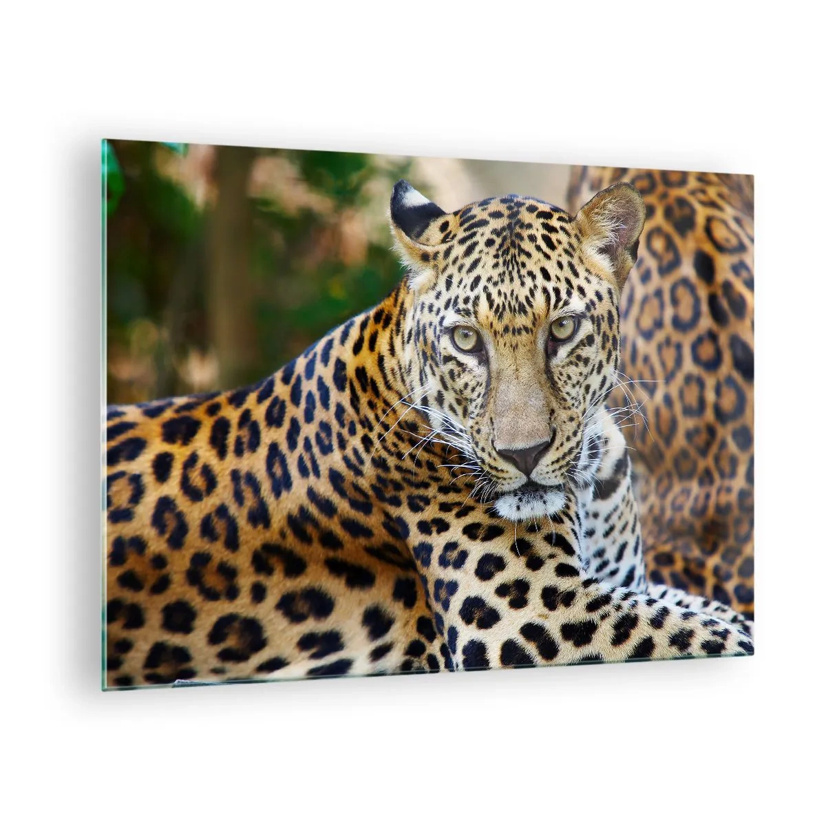 Billede på glas - En vild leopard hviler blandt grønne områder - 70x50cm - Vild og rolig - Moderne vægdekoration til stue og soveværelse ARTTOR
