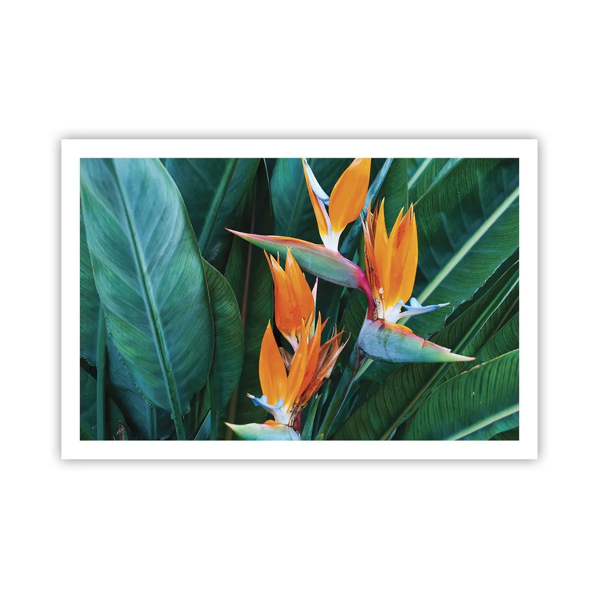 Plakat - Er det en blomst eller er det en fugl? - 91x61 cm