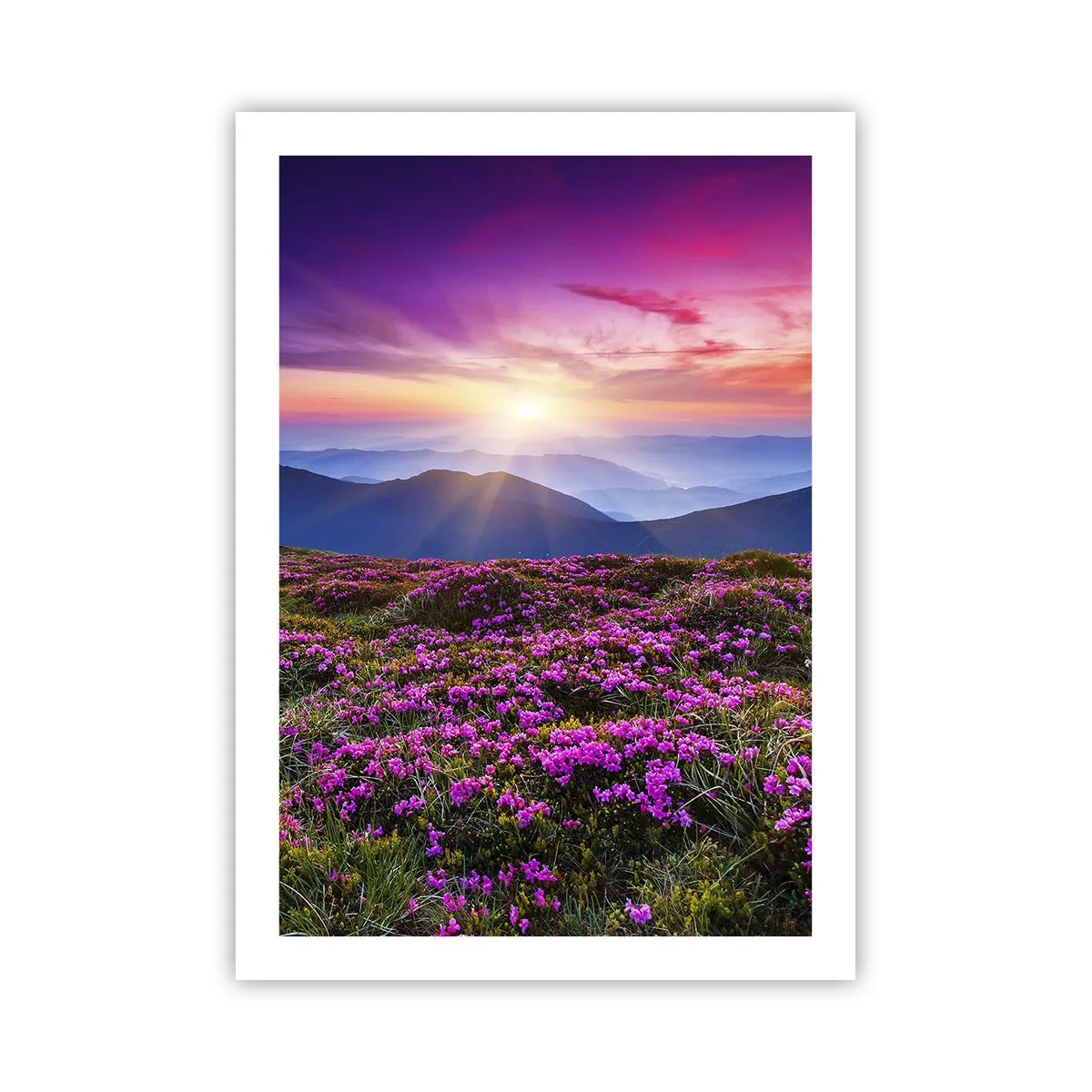 Plakat - Urter duftede friske bundter fra niw - 50x70 cm