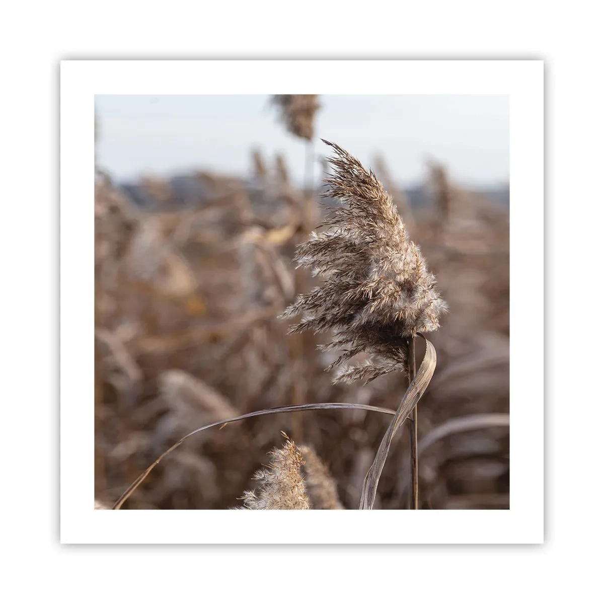Plakat - Tid til at flyve væk med vinden - 50x50 cm