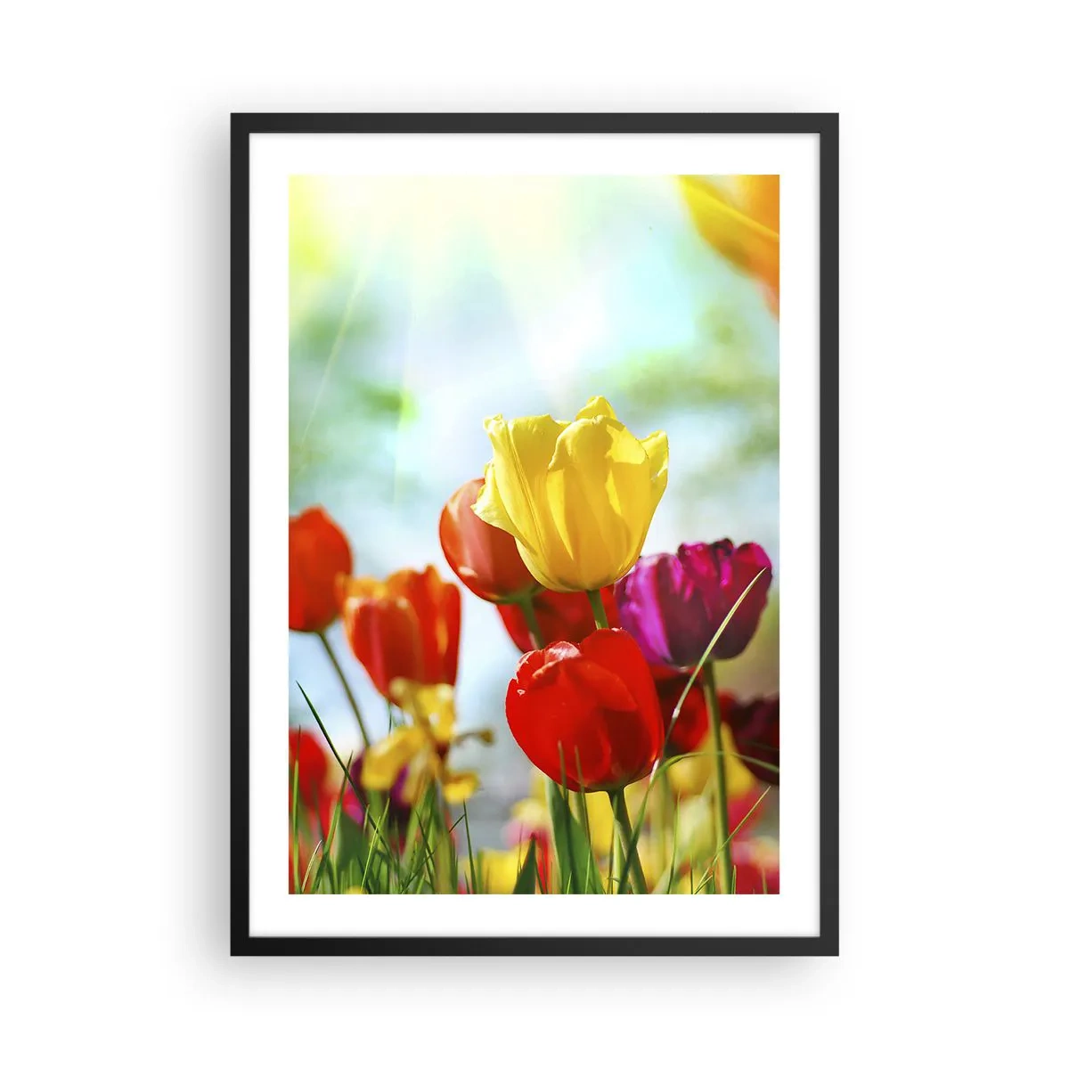 Plakat i sort ramme - Farverige tulipaner i solskinnet - 50x70cm - Alle solens farver - Moderne vægdekoration til stue og soveværelse ARTTOR