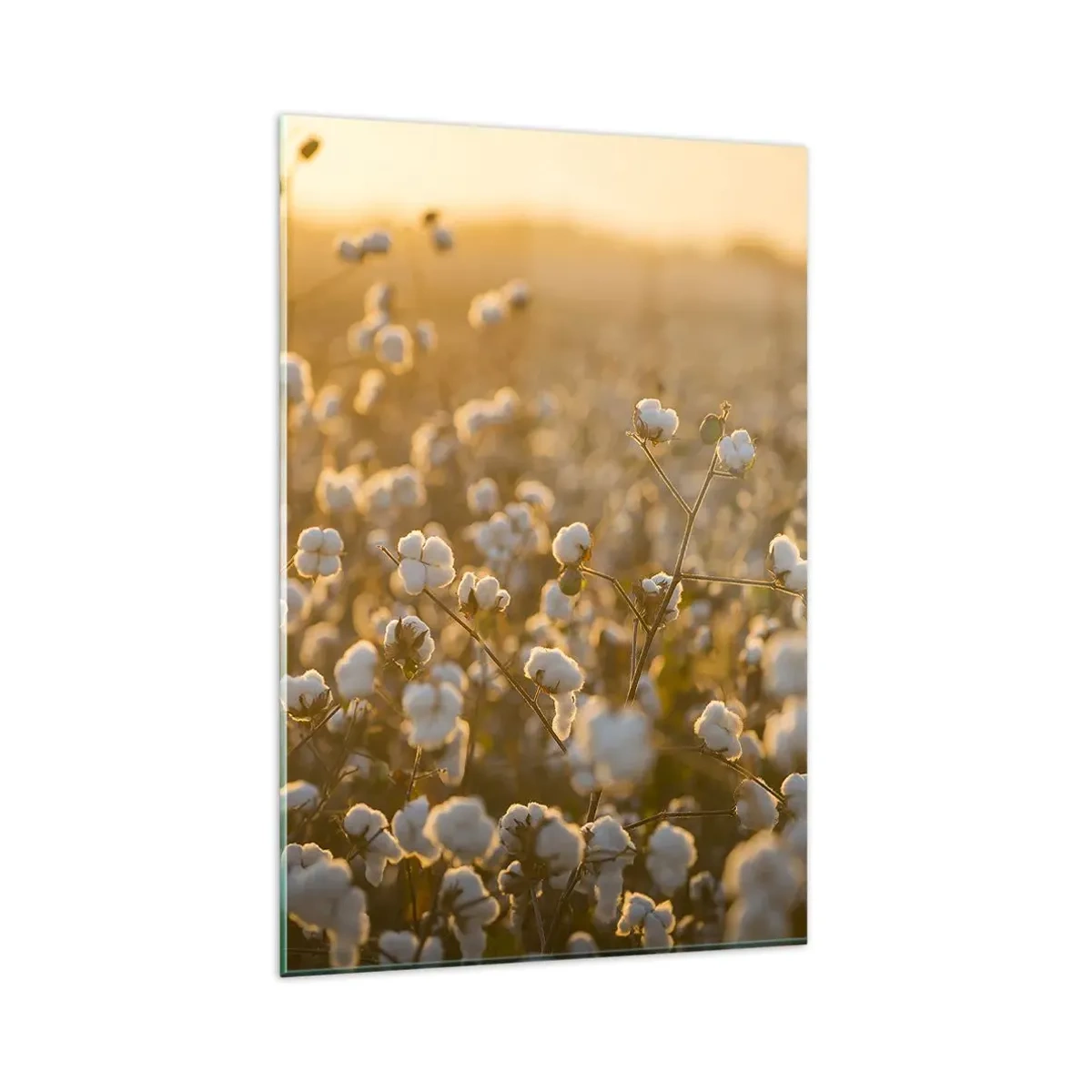 Billede på glas - Et luftigt felt - 80x120 cm
