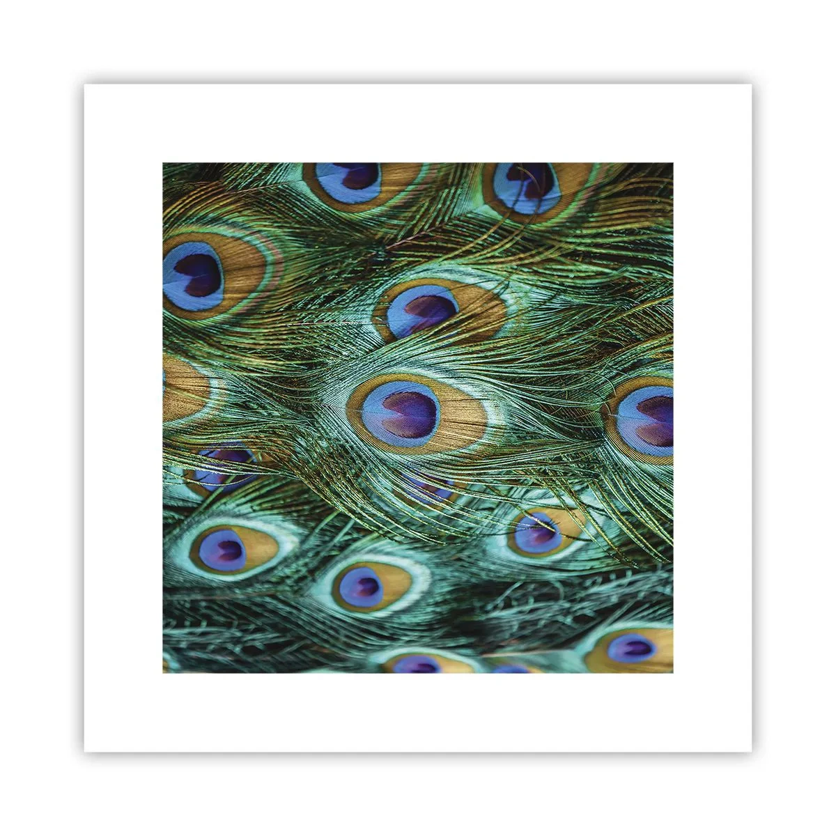 Plakat - En påfugls blik - 30x30 cm