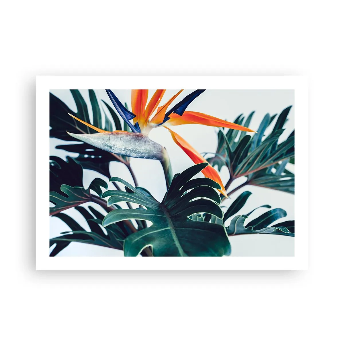 Plakat - Fuglebur - 70x50 cm