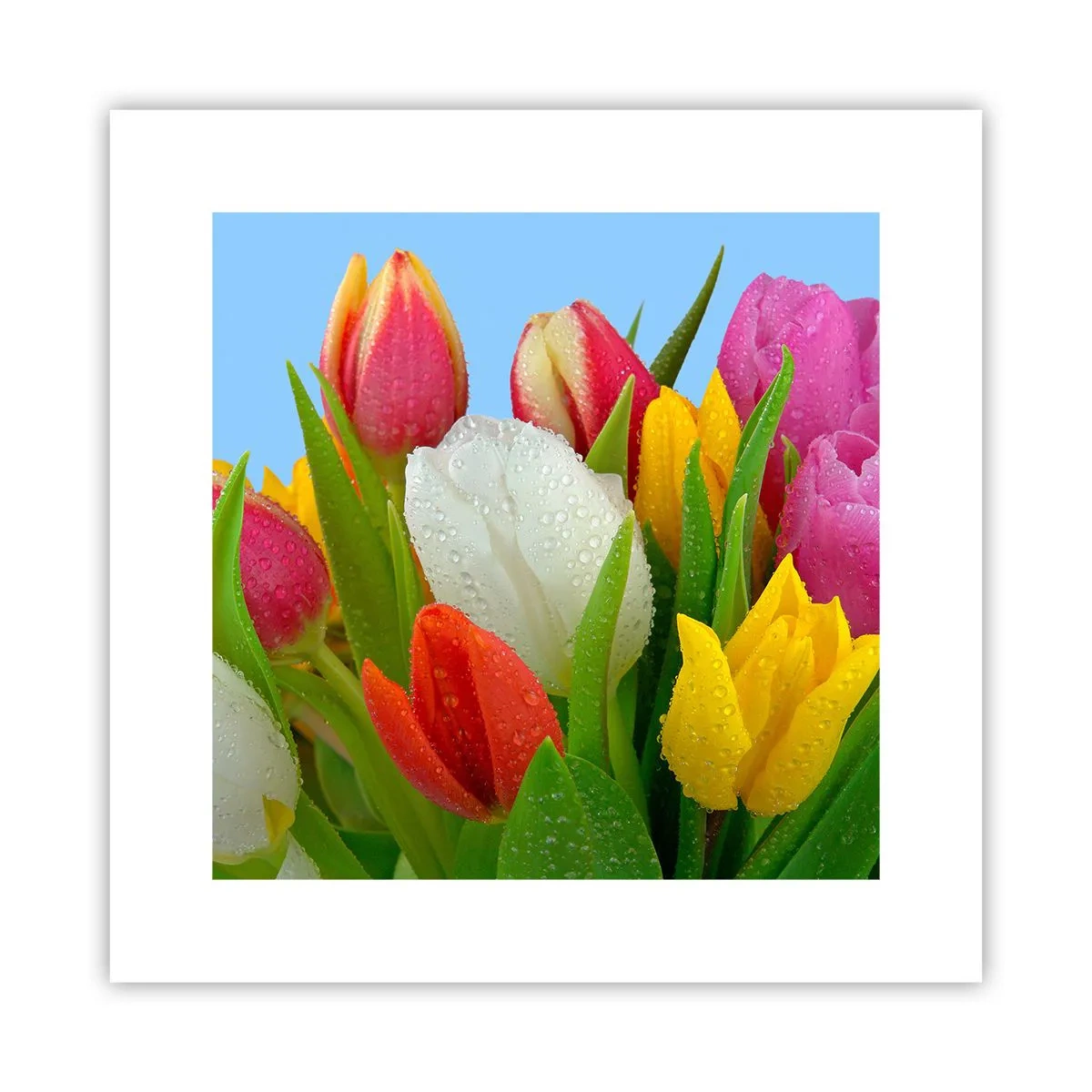 Plakat - En blomstret regnbue i dugdråber - 30x30 cm