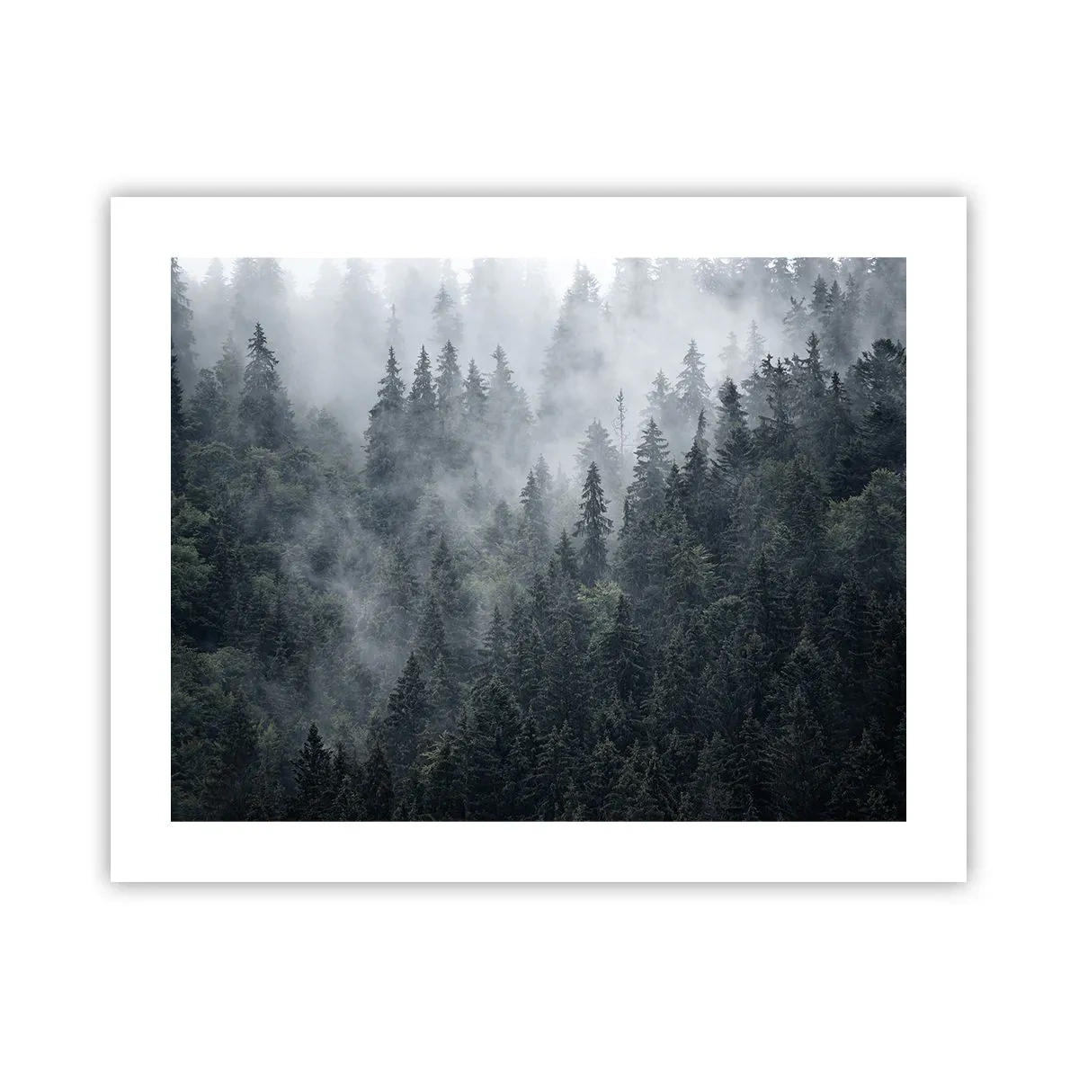 Plakat - Skovens daggry - 50x40 cm