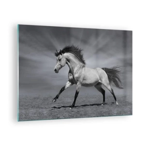 Billede på glas - Et sort-hvidt foto af en hest, der galoperer på en åben mark. - 70x50cm - Født til glæde - Moderne vægdekoration til stue og soveværelse ARTTOR