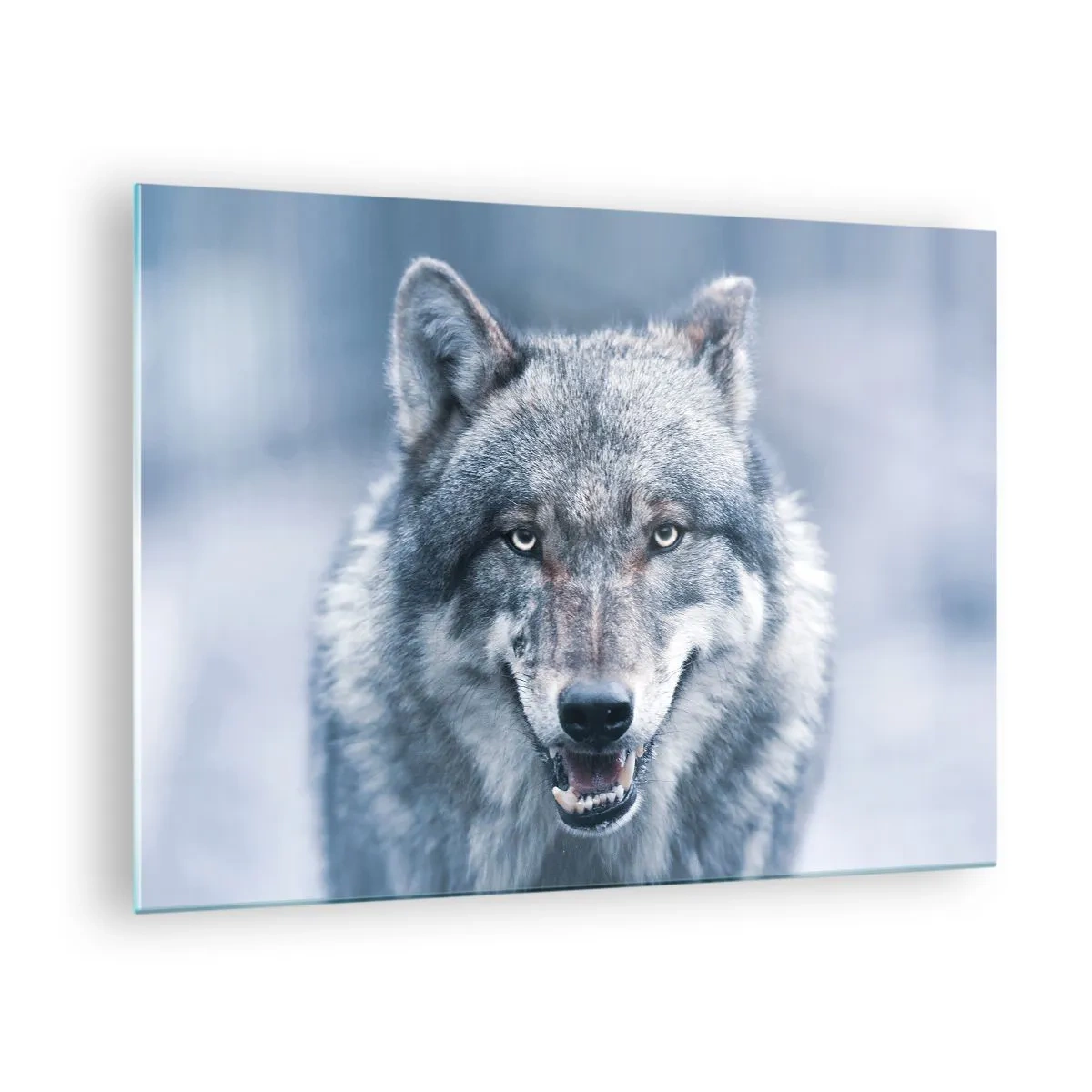 Billede på glas - En ulv med et gennemtrængende blik mod baggrunden af en snedækket skov - 70x50cm - Vil du tage udfordringen op? - Moderne vægdekoration til stue og soveværelse ARTTOR