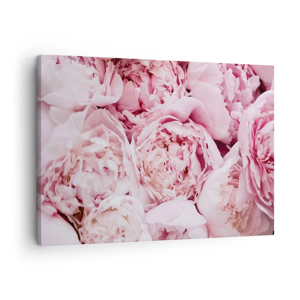 Lærredstryk - Billede på lærred - Nærbillede af en buket lyserøde pæoner - 70x50cm - Hyggeligt og velduftende - Moderne vægdekoration til stue og soveværelse ARTTOR