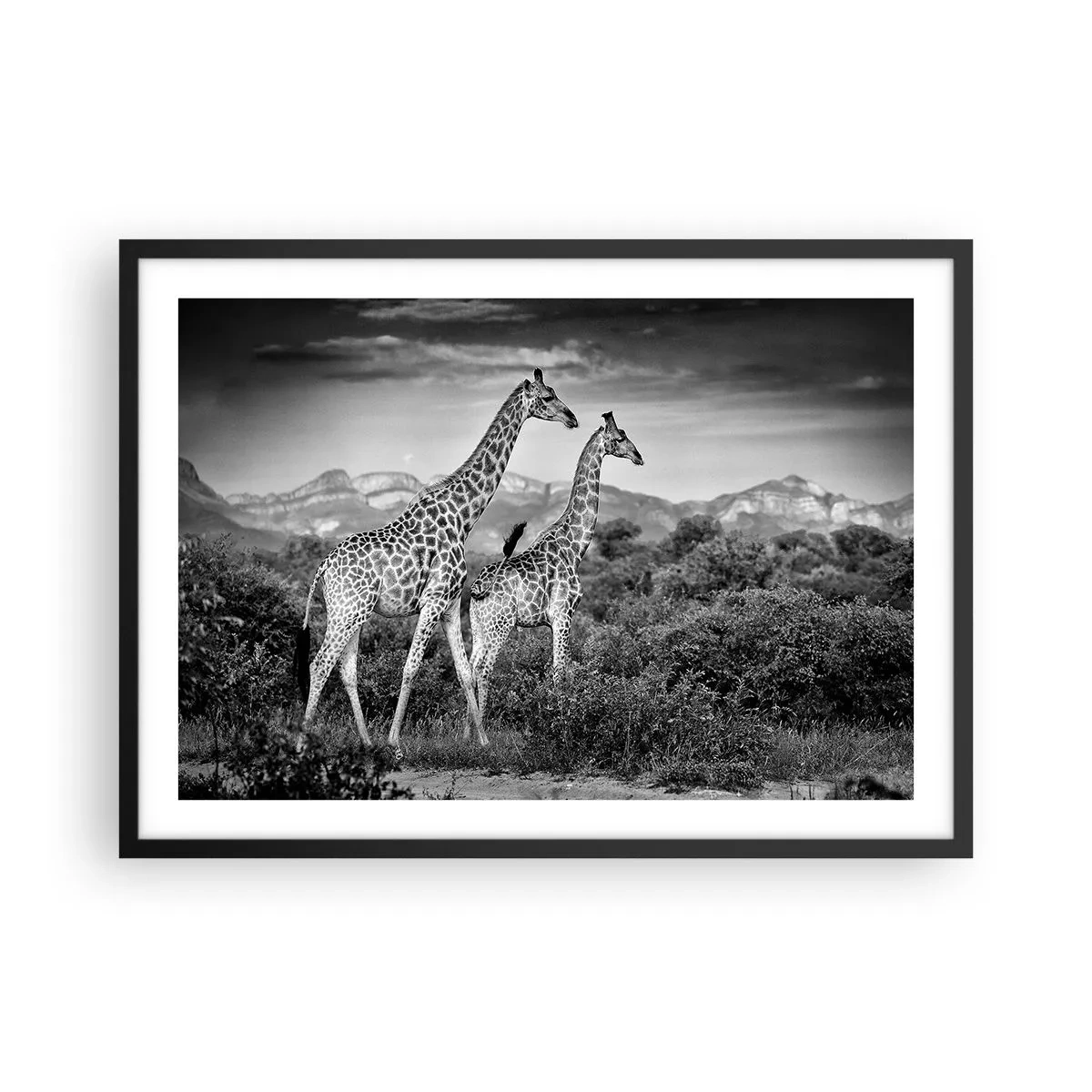 Plakat i sort ramme - Afrikas overklasse - 70x50 cm