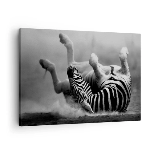 Lærredstryk - Billede på lærred - En sort og hvid zebra ruller sig i sandet - 70x50cm - Ikke kun en hest ville grine - Moderne vægdekoration til stue og soveværelse ARTTOR