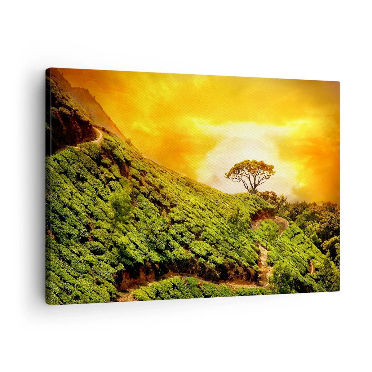 Lærredstryk - Billede på lærred - Grønne bakker af teplantager ved solnedgang - 70x50cm - En snoet sti, en grøn skråning - Moderne vægdekoration til stue og soveværelse ARTTOR