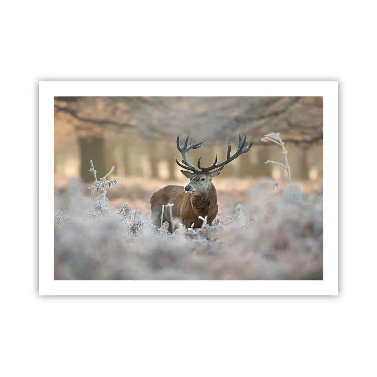 Plakat - En frisk morgen - 70x50 cm