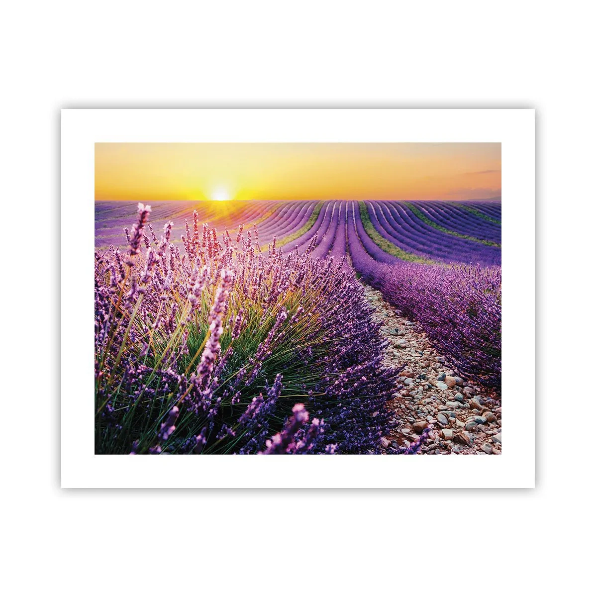 Plakat - Duftende plet - 50x40 cm