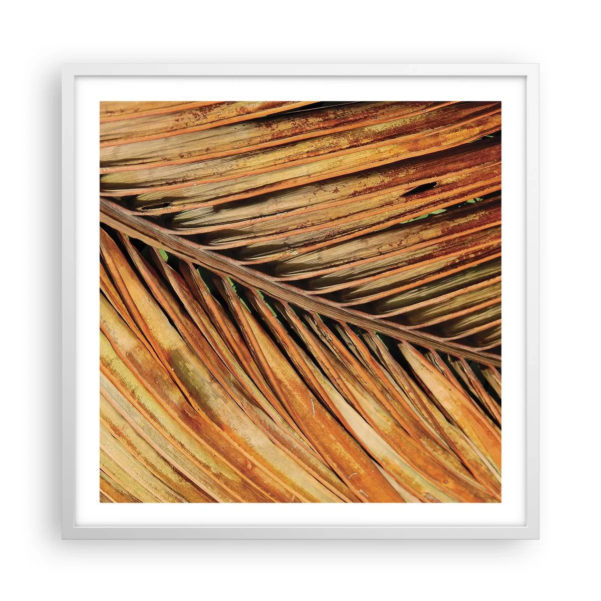 Plakat i hvid ramme - Kokosnød guld - 60x60 cm