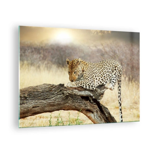 Billede på glas - En leopard hviler på en trægren - 70x50cm - Jeg går min egen vej - Moderne vægdekoration til stue og soveværelse ARTTOR