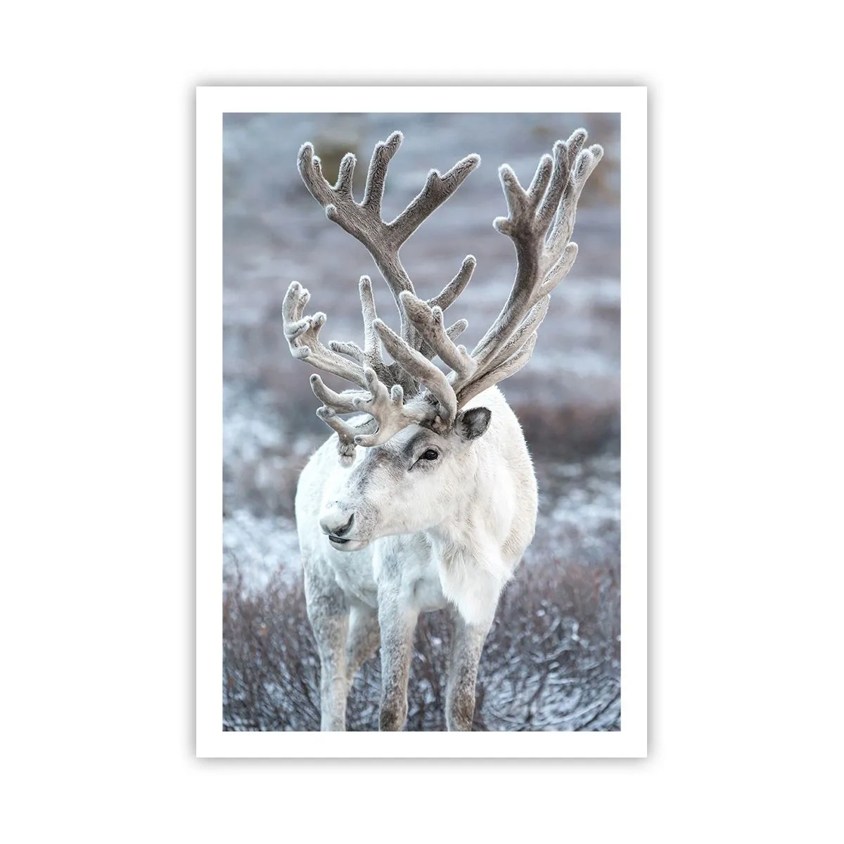 Plakat - Portræt i solen - 61x91 cm