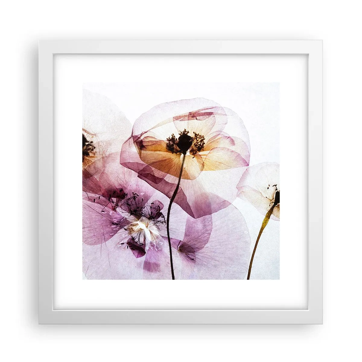 Plakat i hvid ramme - Blomsterlegeme dias - 30x30 cm