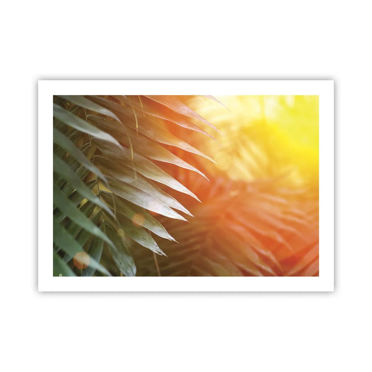 Plakat - Morgen i junglen - 70x50 cm