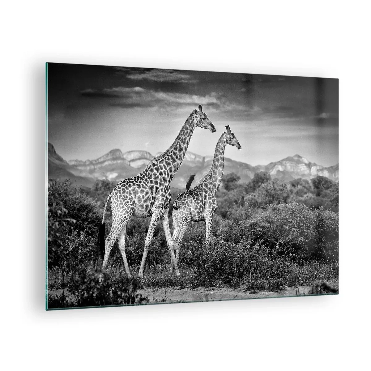 Billede på glas - Et sort-hvidt fotografi af to giraffer på savannen. - 70x50cm - Afrikas overklasse - Moderne vægdekoration til stue og soveværelse ARTTOR
