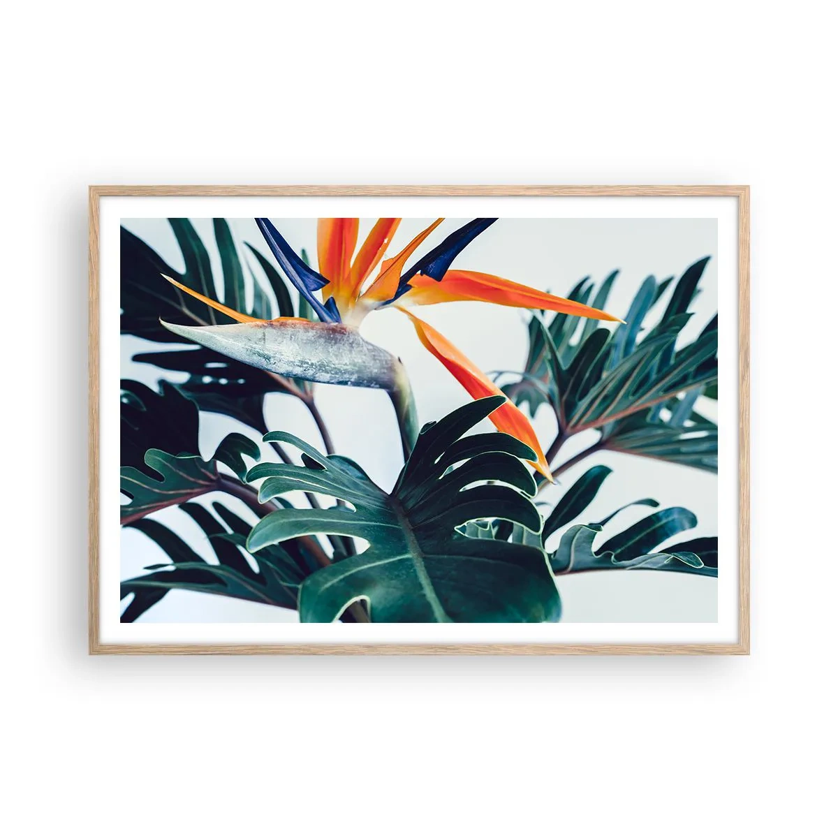 Plakat i ramme af lyst egetræ - Fuglebur - 100x70 cm