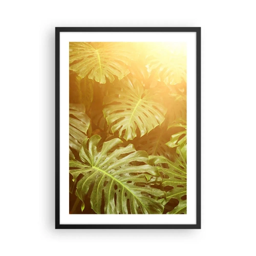 Plakat i sort ramme - Monsterablade i solens stråler skaber en tropisk atmosfære - 50x70cm - Træd ind i det grønne... - Moderne vægdekoration til stue og soveværelse ARTTOR