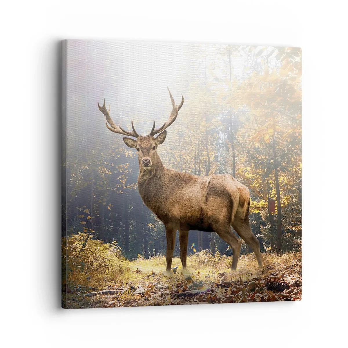 Lærredstryk - Billede på lærred - I fuld majestæt - 30x30 cm