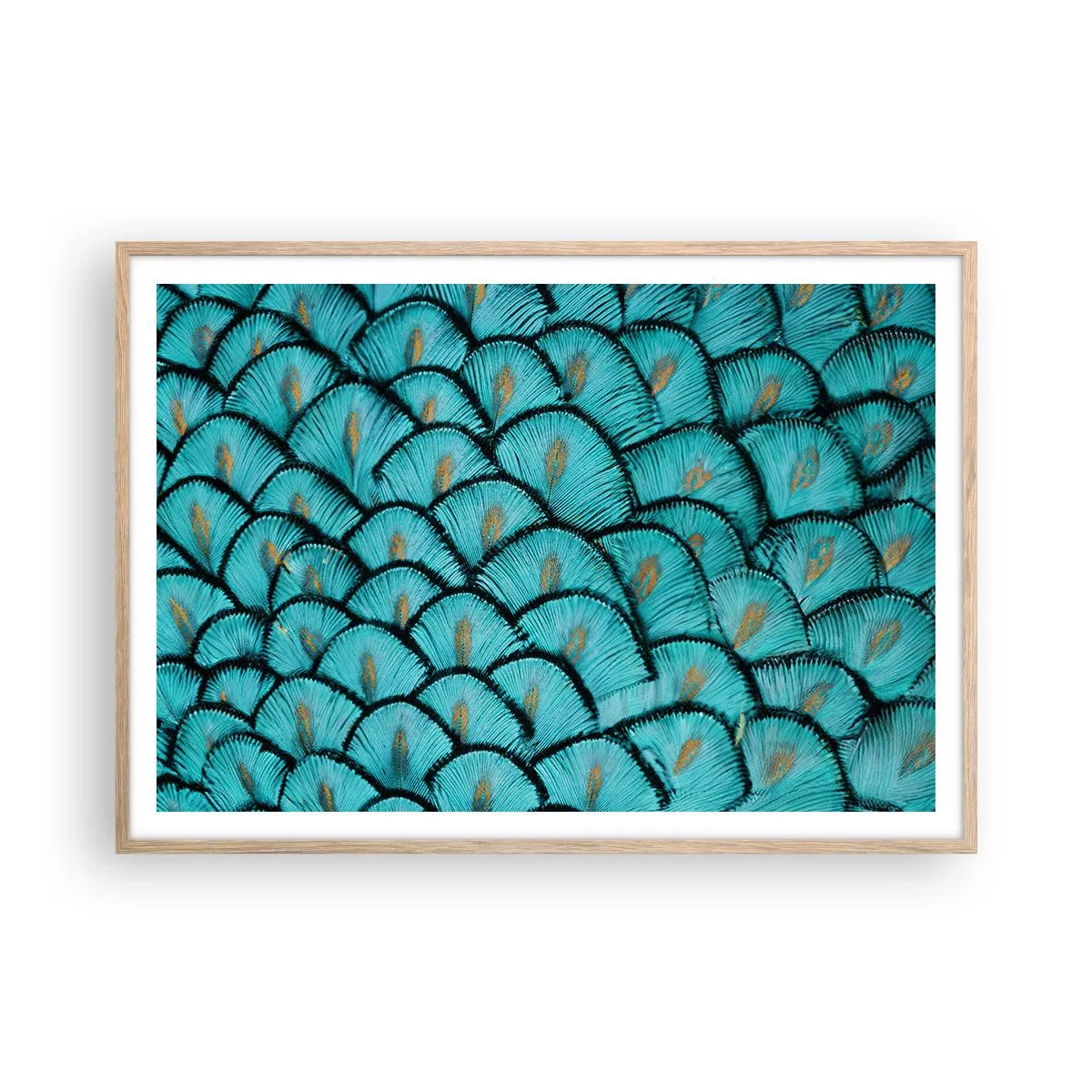 Plakat i ramme af lyst egetræ - Den store fjer-galla - 100x70 cm