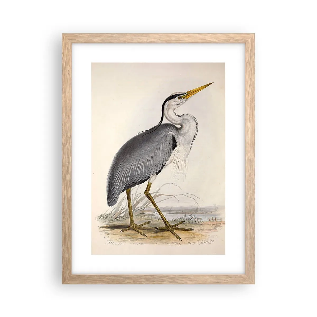Plakat i ramme af lyst egetræ - Fiskehejre-charme - 30x40 cm